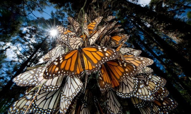 monarchs